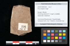 Foto (Objekt + Etikett) von Pinus hepios Unger (NHMW-GEO-2024-0188-0226)